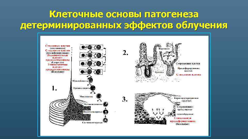 Клеточные основы патогенеза детерминированных эффектов облучения 