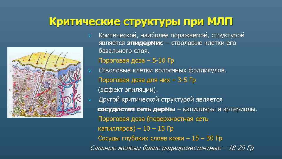 Критические структуры при МЛП Критической, наиболее поражаемой, структурой является эпидермис – стволовые клетки его