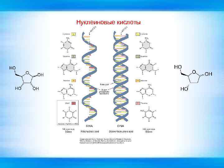 Нуклеиновые кислоты 