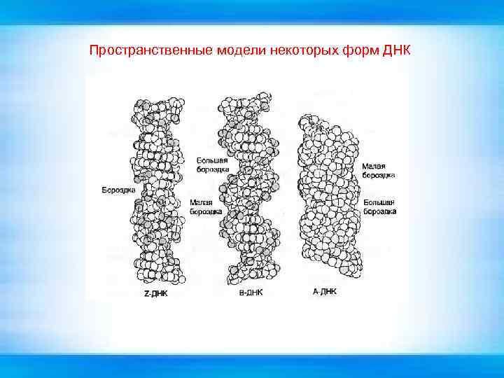 Пространственные модели некоторых форм ДНК 