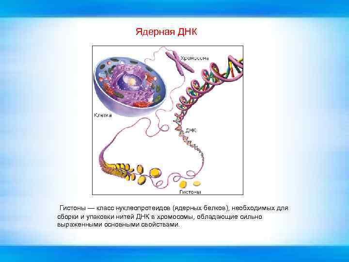 Ядерная ДНК Гистоны — класс нуклеопротеидов (ядерных белков), необходимых для сборки и упаковки нитей
