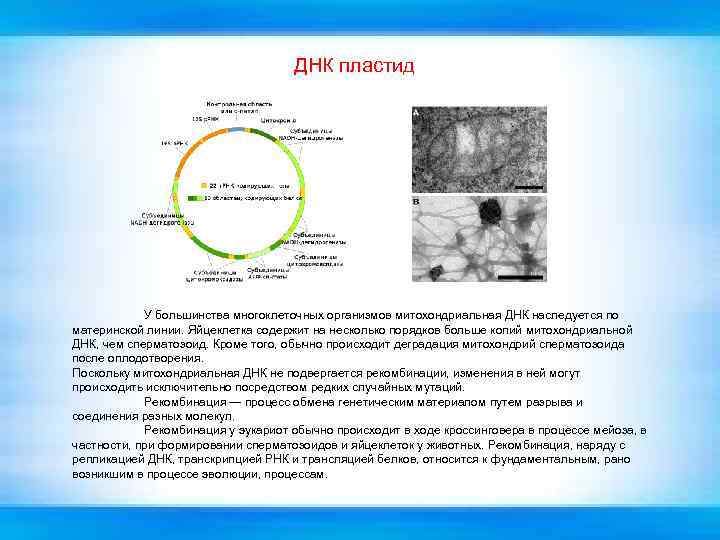 ДНК пластид У большинства многоклеточных организмов митохондриальная ДНК наследуется по материнской линии. Яйцеклетка содержит