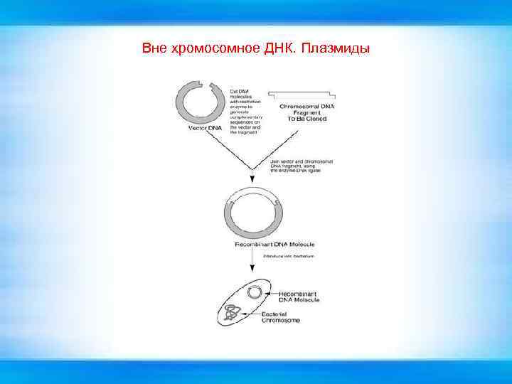 Вне хромосомное ДНК. Плазмиды 