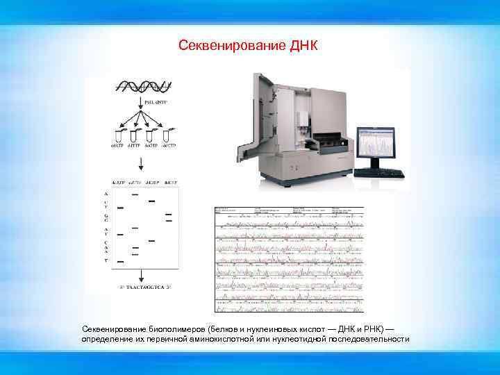 Секвенирование ДНК Секвенирование биополимеров (белков и нуклеиновых кислот — ДНК и РНК) — определение