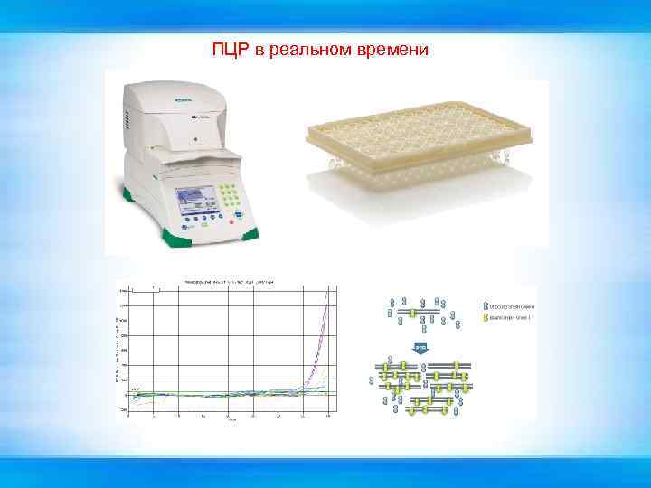 ПЦР в реальном времени 