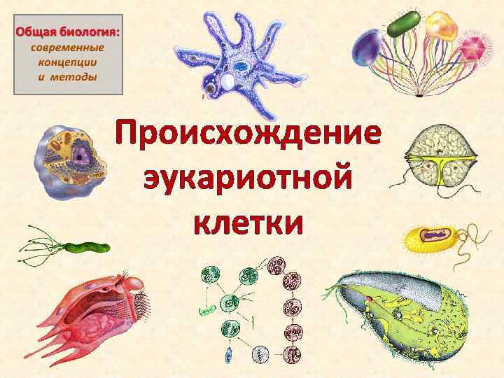 Происхождение эукариотной клетки 