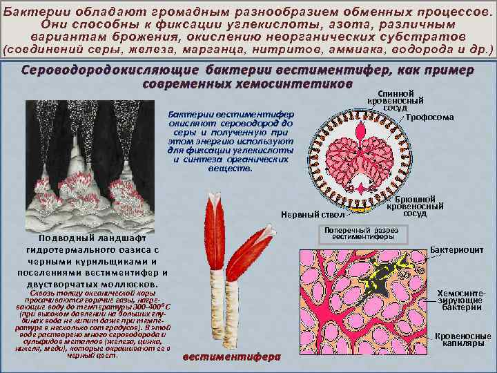 Бактерии обладают громадным разнообразием обменных процессов. Они способны к фиксации углекислоты, азота, различным вариантам