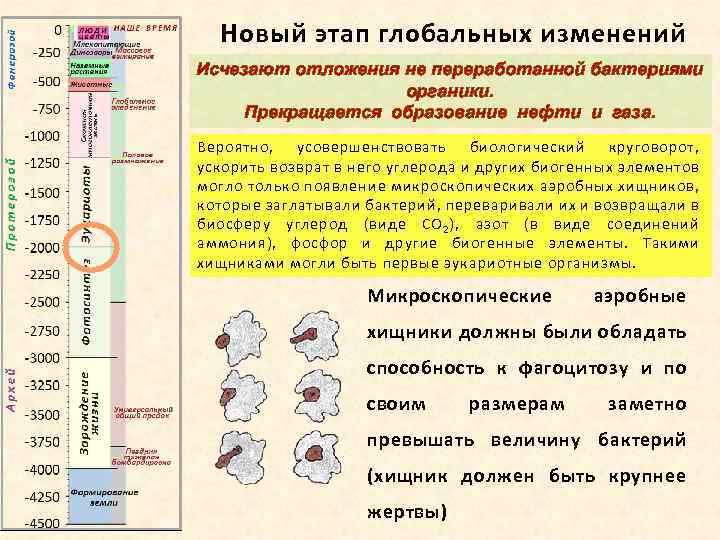 Новый этап глобальных изменений Исчезают отложения не переработанной бактериями органики. Прекращается образование нефти и