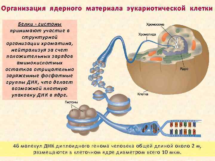 Организация ядерного материала эукариотической клетки Белки - гистоны принимают участие в структурной организации хроматина,