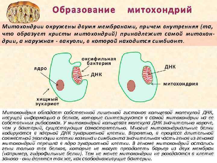 Картинка митохондрии клетки