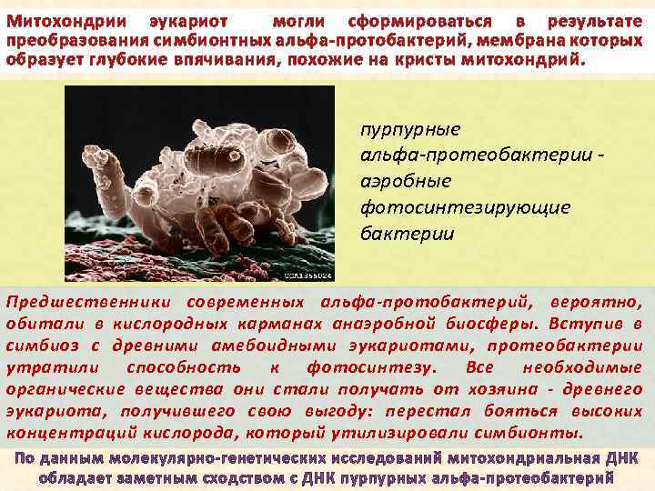 Митохондрии эукариот могли сформироваться в результате преобразования симбионтных альфа-протобактерий, мембрана которых образует глубокие впячивания,