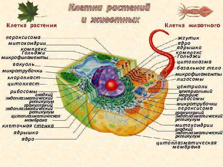 Proishozhdenie Eukariotnoj Kletki Kletka Rasteniya Peroksisoma Mitohondrii