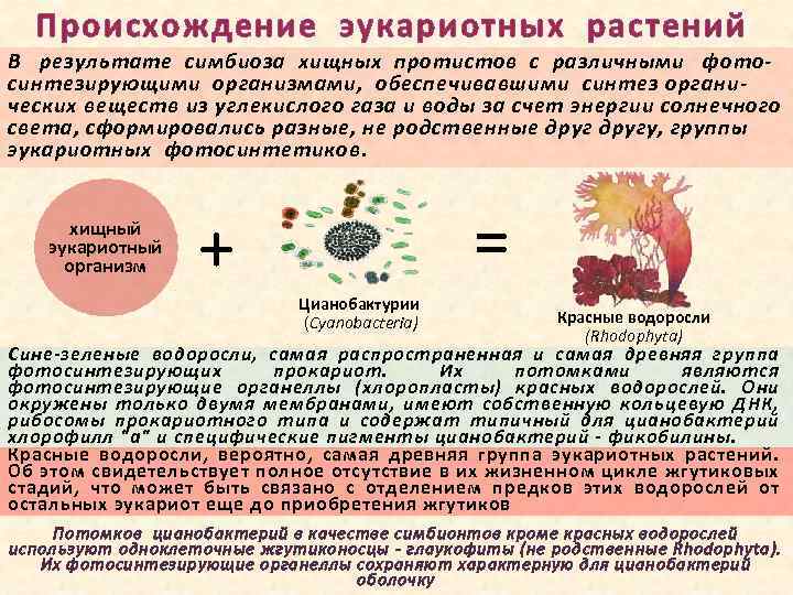 Происхождение эукариотных растений В результате симбиоза хищных протистов с различными фотосинтезирующими организмами, обеспечивавшими синтез