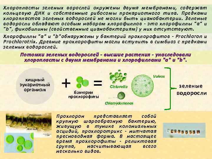 Хлоропласты зеленых ворослей окружены двумя мембранами, содержат кольцевую ДНК и собственные рибосомы прокариотного типа.
