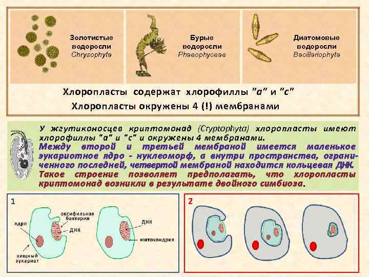 Золотистые водоросли Chrysophyta Бурые водоросли Phaeophyceae Диатомовые водоросли Bacillariophyta Хлоропласты содержат хлорофиллы 