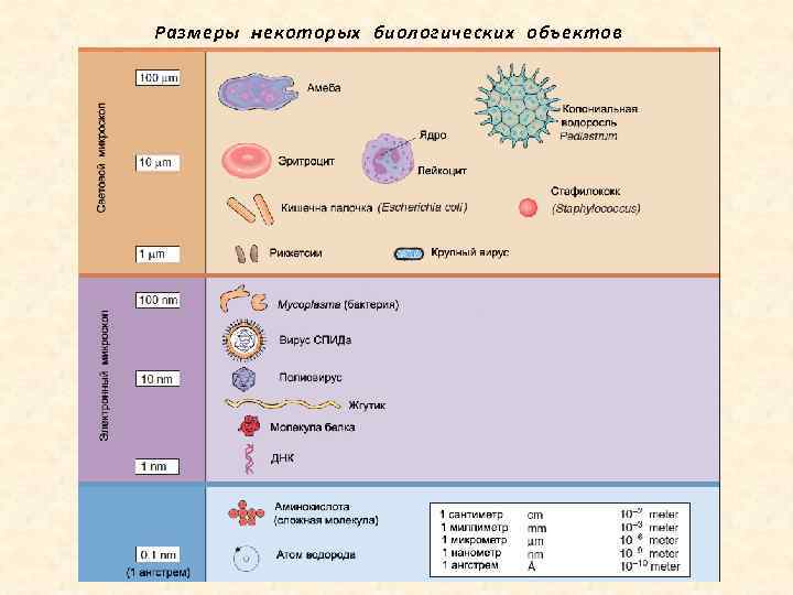Размеры некоторых биологических объектов 