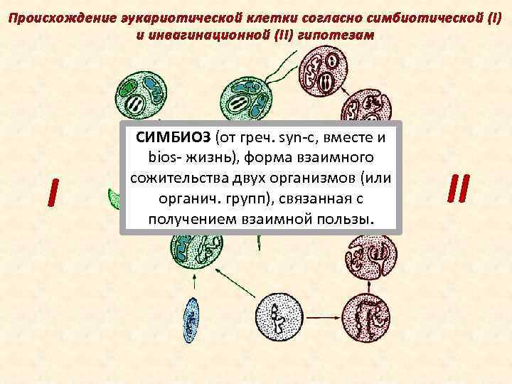 Происхождение эукариотической клетки согласно симбиотической (I) и инвагинационной (II) гипотезам I СИМБИОЗ (от греч.