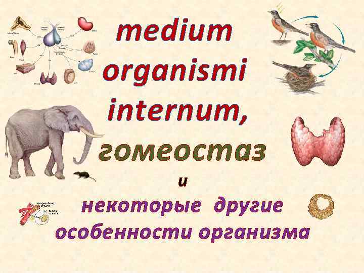 medium organismi internum, гомеостаз и некоторые другие особенности организма 