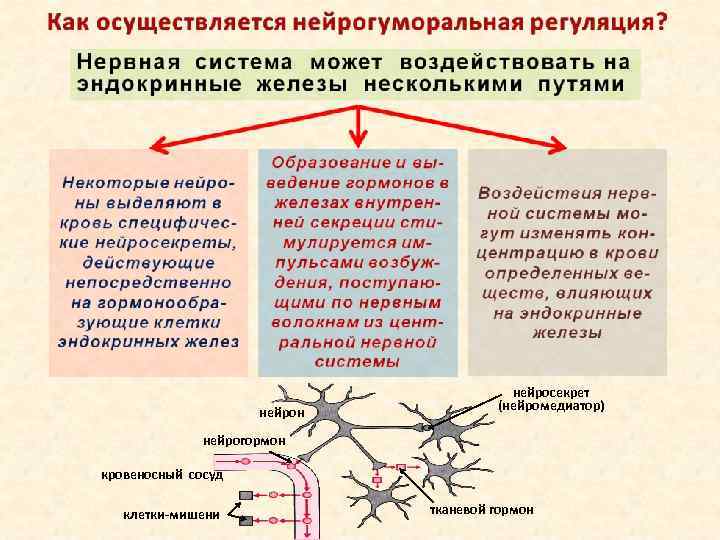 нейрон нейросекрет (нейромедиатор) нейрогормон кровеносный сосуд клетки мишени тканевой гормон 