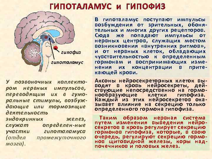 ГИПОТАЛАМУС и ГИПОФИЗ гипофиз гипоталамус У позвоночных коллекто ром нервных импульсов, переводящим их в