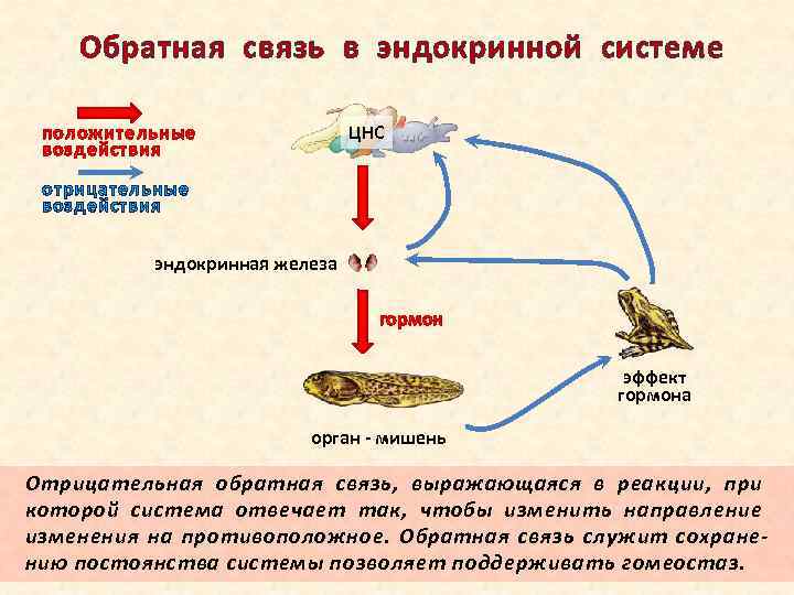 Обратная связь в эндокринной системе ЦНС положительные воздействия отрицательные воздействия эндокринная железа гормон эффект