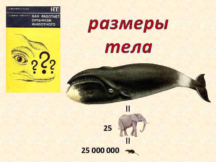 размеры тела II 25 25 000 II 