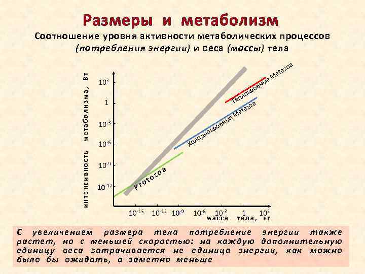 Размеры и метаболизм Соотношение уровня активности метаболических процессов (потребления энергии) и веса (массы) тела