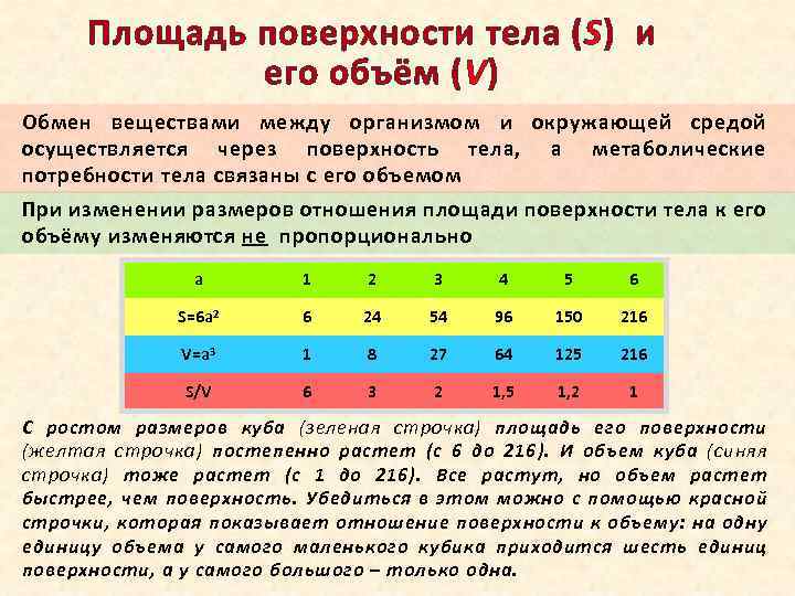 Площадь поверхности тела (S) и его объём (V) Обмен веществами между организмом и окружающей