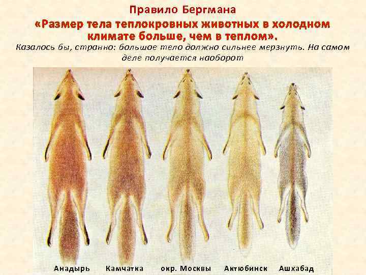 Правило Бергмана «Размер тела теплокровных животных в холодном климате больше, чем в теплом» .