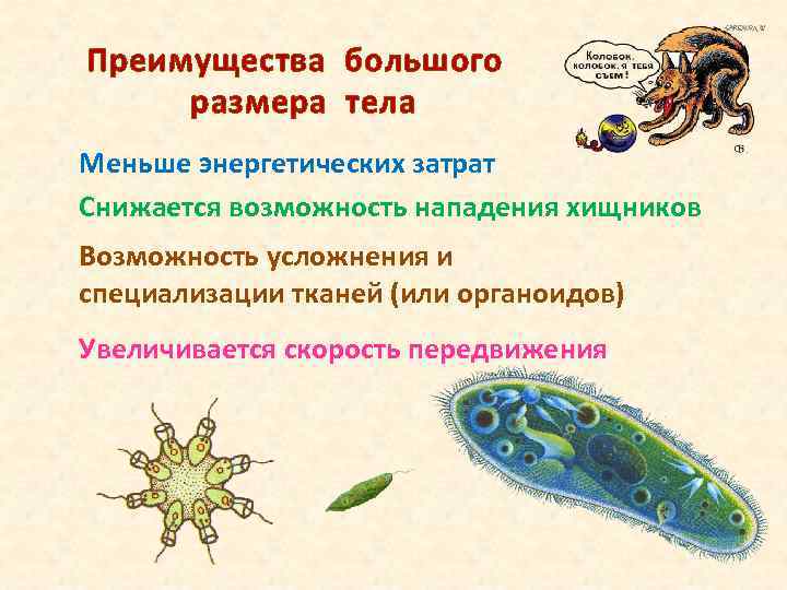 Преимущества большого размера тела Меньше энергетических затрат Снижается возможность нападения хищников Возможность усложнения и