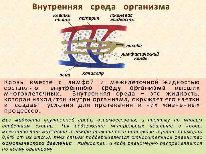 Внутренняя среда организма клетки ткани артерия тканевая жидкость лимфатический канал вена капилляр Кровь вместе
