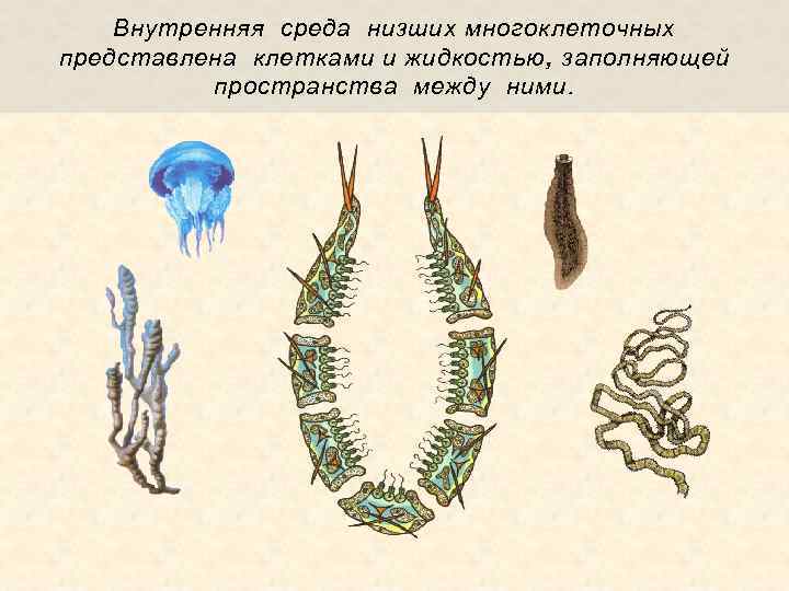 Внутренняя среда низших многоклеточных представлена клетками и жидкостью, заполняющей пространства между ними. 