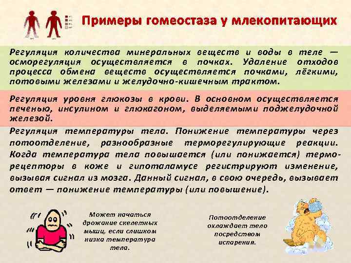 Примеры гомеостаза у млекопитающих Регуляция количества минеральных веществ и воды в теле — осморегуляция