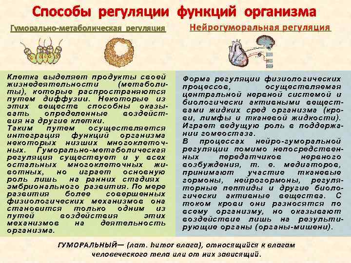 Способы регуляции функций организма Гуморально метаболическая регуляция Клетка выделяет продукты своей жизнедеятельности (метаболиты), которые