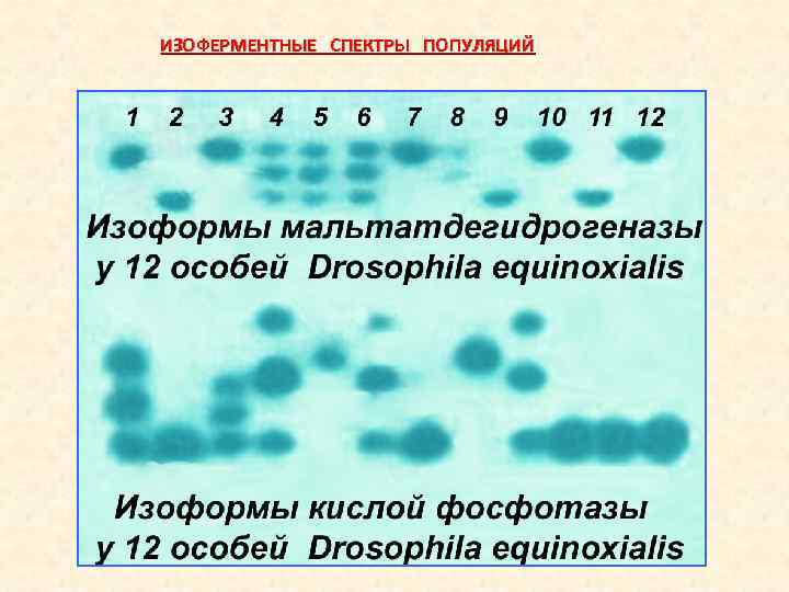 ИЗОФЕРМЕНТНЫЕ СПЕКТРЫ ПОПУЛЯЦИЙ 