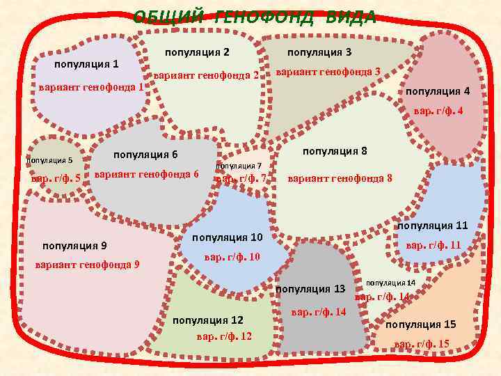 ОБЩИЙ ГЕНОФОНД ВИДА популяция 1 вариант генофонда 1 популяция 2 вариант генофонда 2 популяция