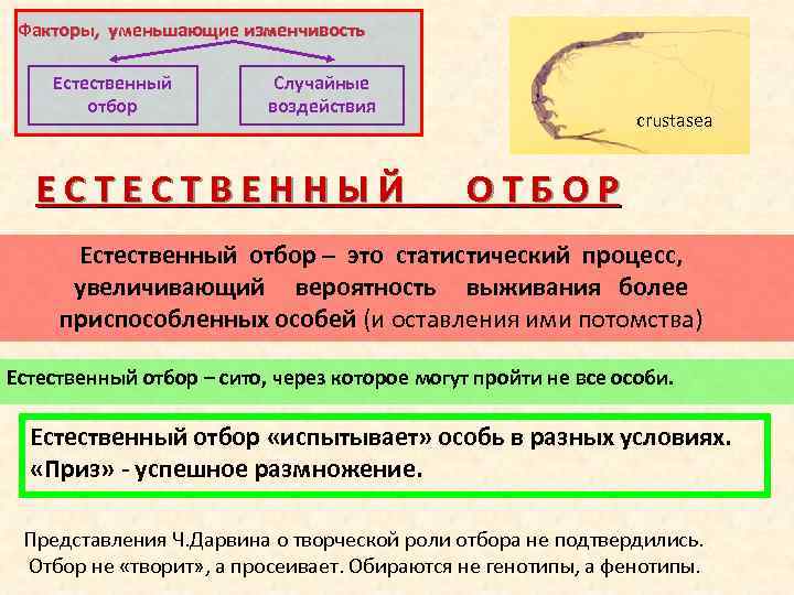 Естественное влияние. Почему человек способен ослабить воздействие естественного отбора. Человек способен ослабить воздействие естественного отбора?. Почему человек ослабил воздействие естественного отбора. Факторы отбора.