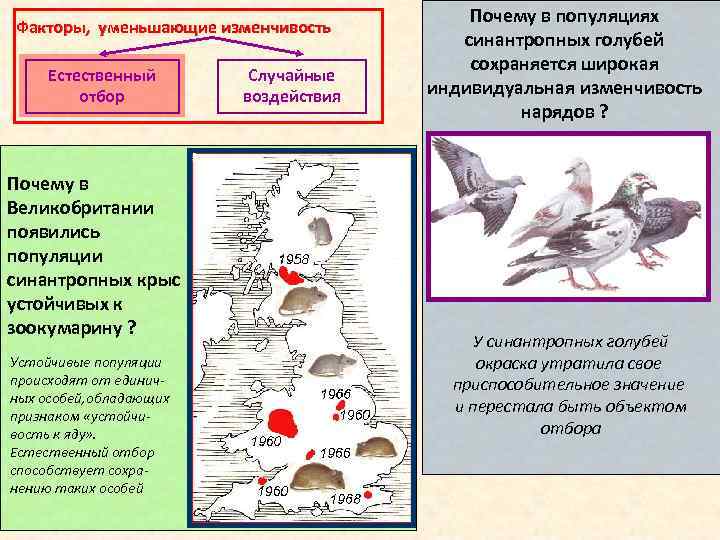 Факторы, уменьшающие изменчивость Естественный отбор Почему в Великобритании появились популяции синантропных крыс устойчивых к