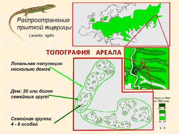 ТОПОГРАФИЯ АРЕАЛА 