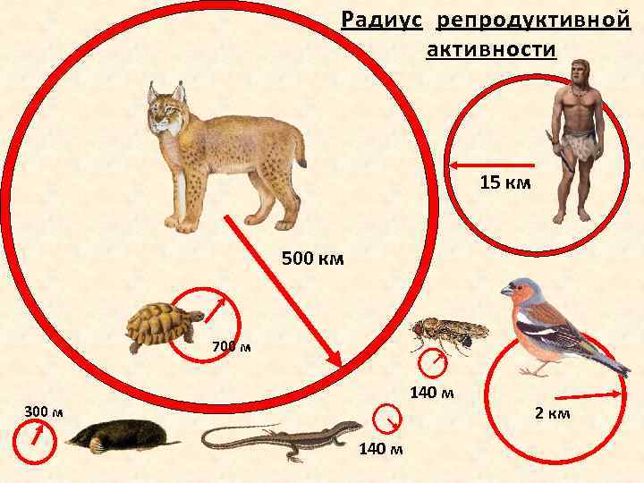 Радиус репродуктивной активности 15 км 500 км 700 м 140 м 300 м 140