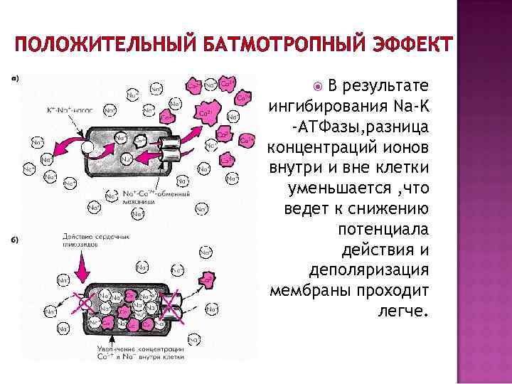 ПОЛОЖИТЕЛЬНЫЙ БАТМОТРОПНЫЙ ЭФФЕКТ В результате ингибирования Na-K -АТФазы, разница концентраций ионов внутри и вне