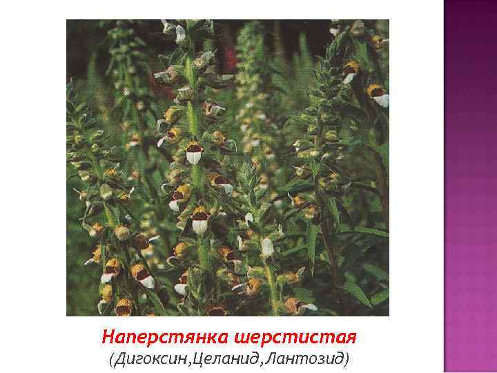 Наперстянка шерстистая (Дигоксин, Целанид, Лантозид) 