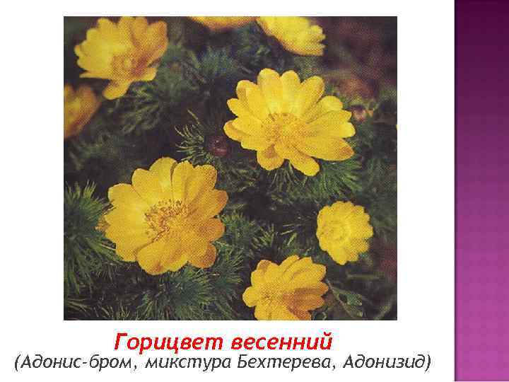 Горицвет весенний (Адонис-бром, микстура Бехтерева, Адонизид) 