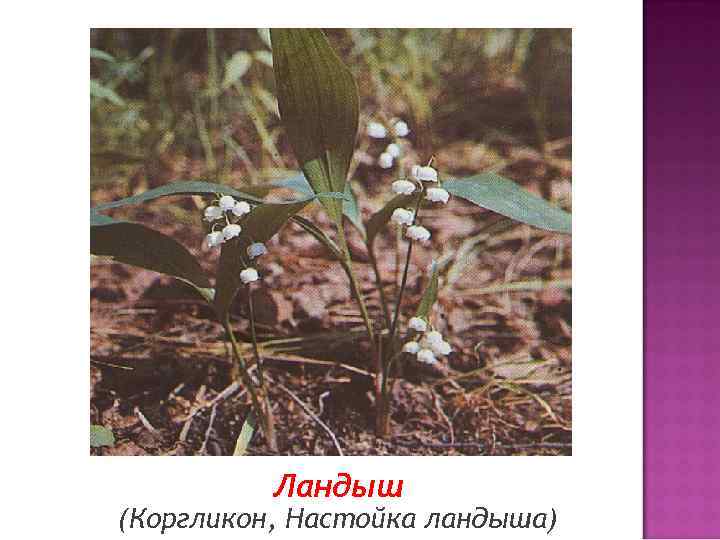 Ландыш (Коргликон, Настойка ландыша) 