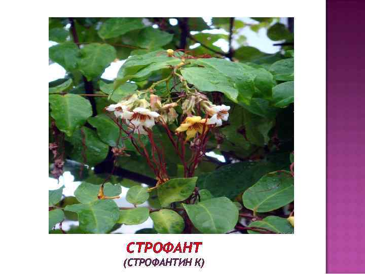 СТРОФАНТ (СТРОФАНТИН К) 