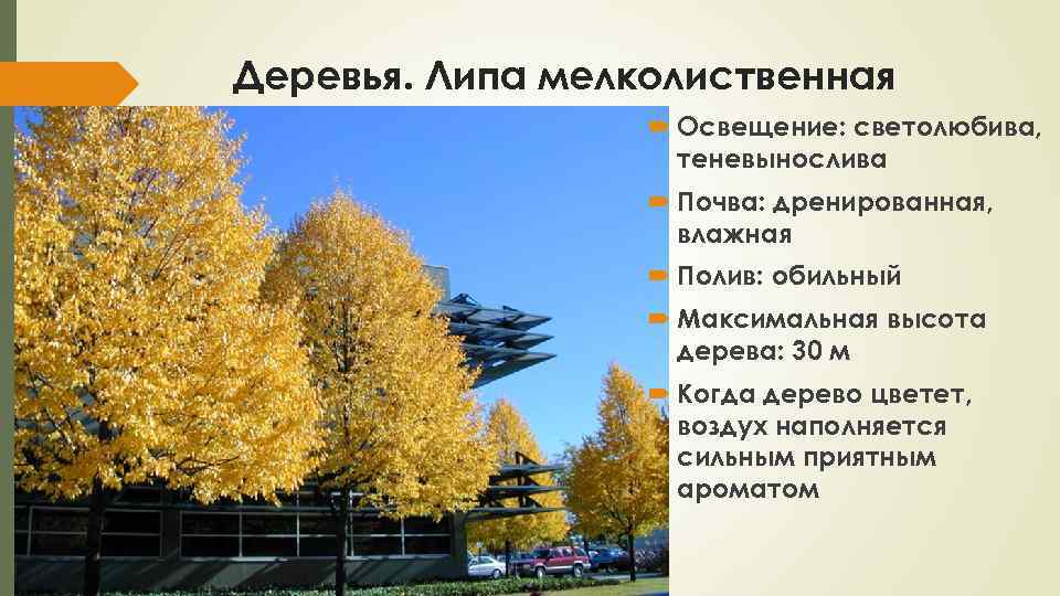 Деревья. Липа мелколиственная Освещение: светолюбива, теневынослива Почва: дренированная, влажная Полив: обильный Максимальная высота дерева: