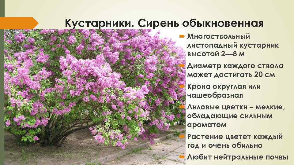 Кустарник описание