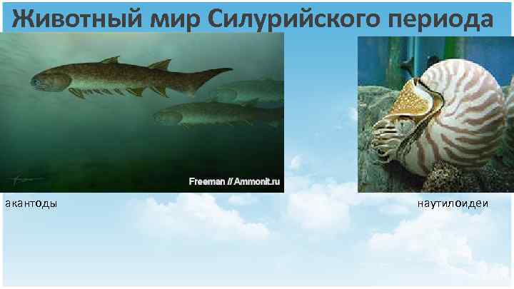 Животный мир Силурийского периода акантоды наутилоидеи 