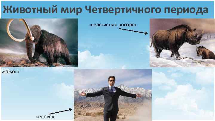 Животный мир Четвертичного периода шерстистый носорог мамонт человек 