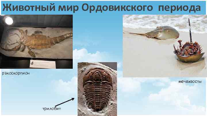 Животный мир Ордовикского периода ракоскорпион мечехвосты трилобит 